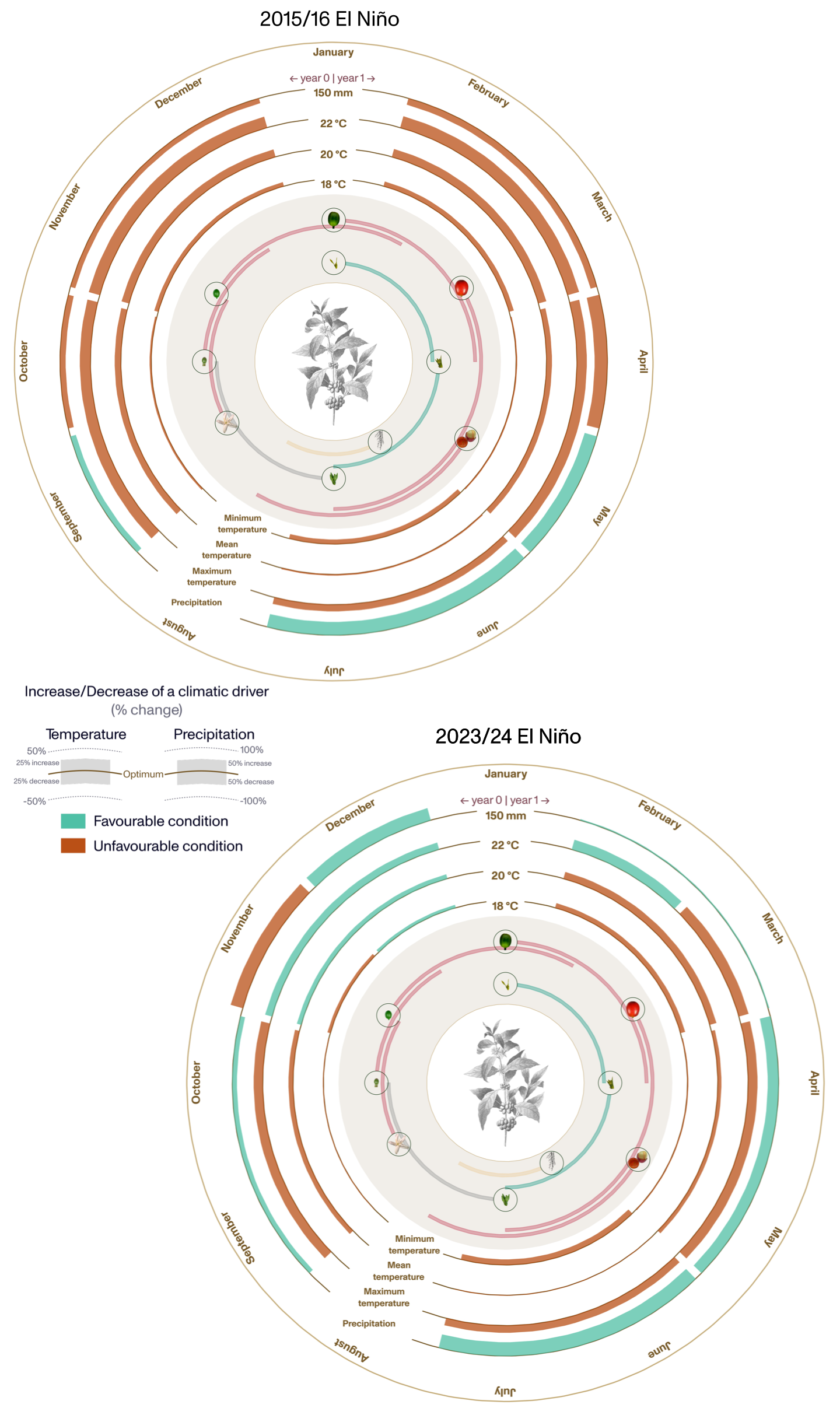 Arabica coffee — biennial phenological cycle