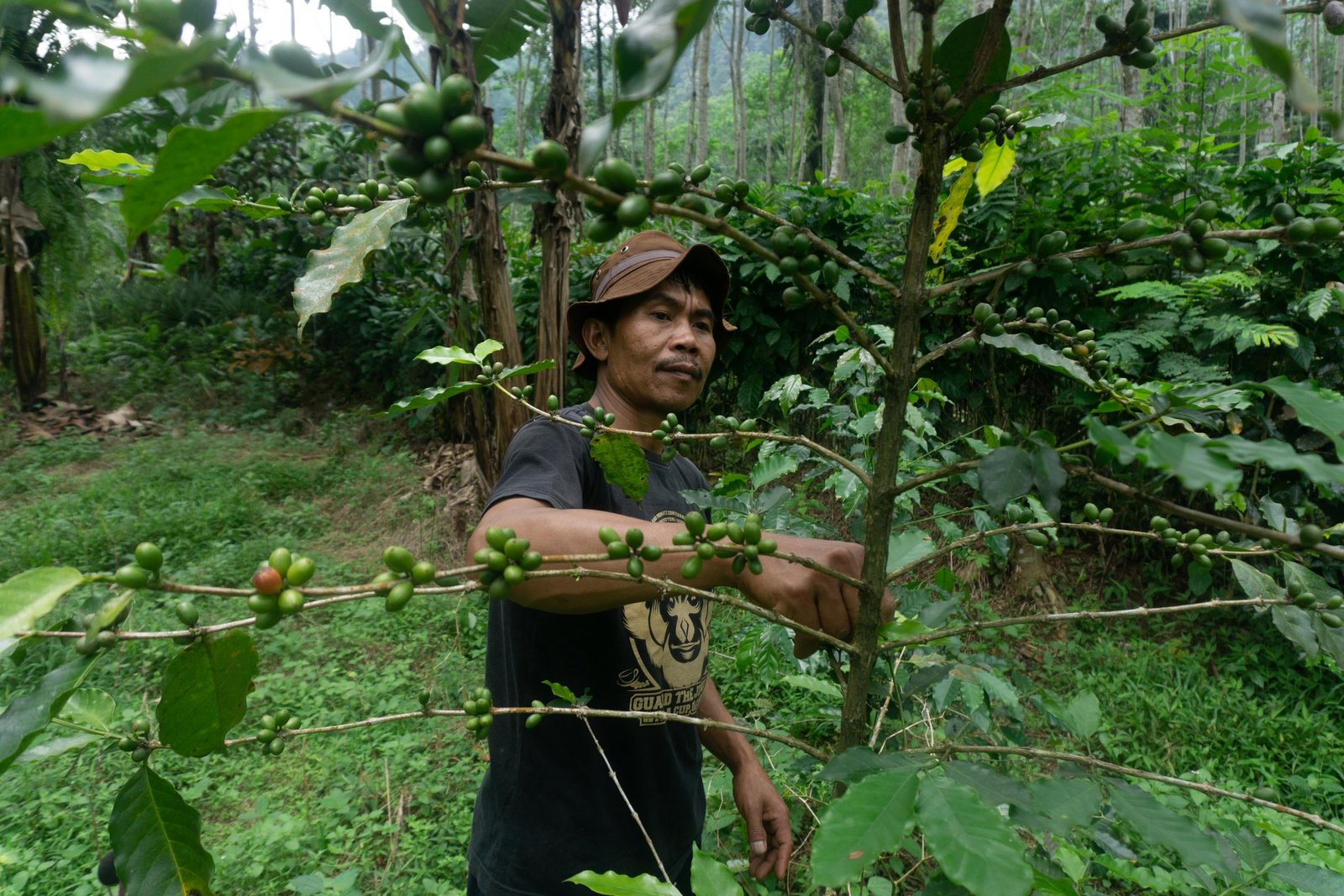 Tasuri tending a wild coffee tree in a tropical rainforest in Pekalongan, Central Java, Indonesia